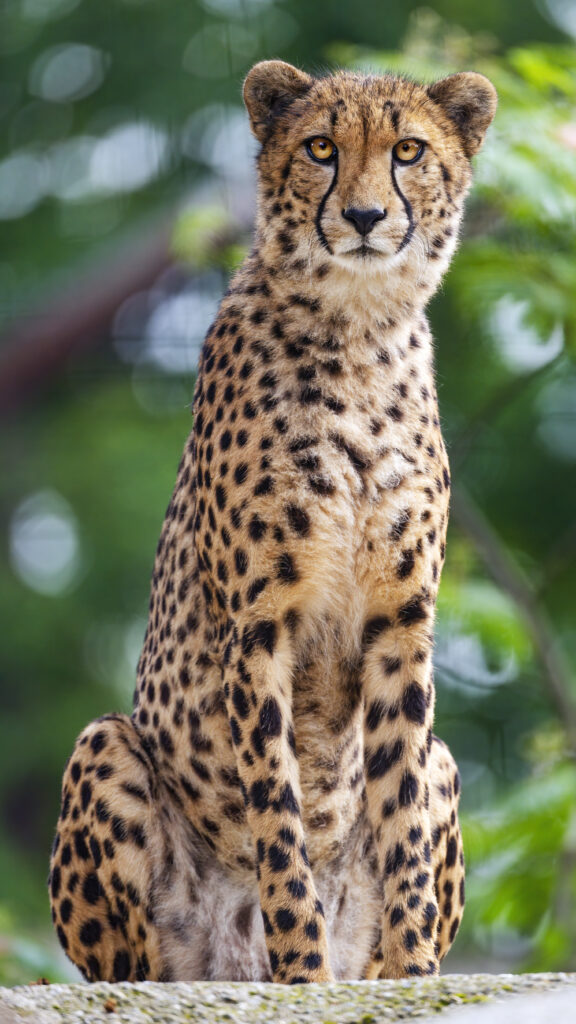 Stunning Cheetah Wallpaper: Graceful Predator Amid Green Leaves