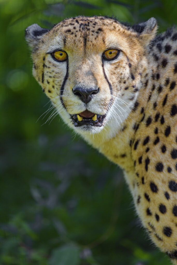 Elegant Cheetah Wallpaper: Graceful Predator on Lush Green Background