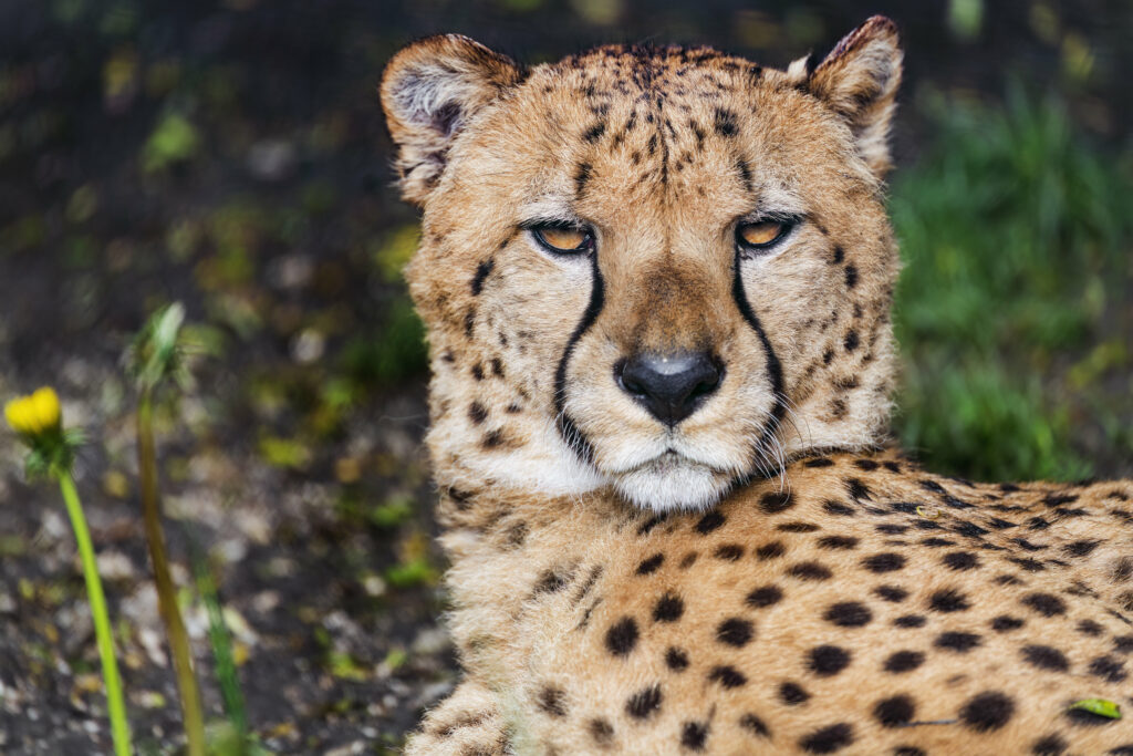 Close-Up Cheetah Wallpaper: Intense Eyes & Distinctive Spotted Fur