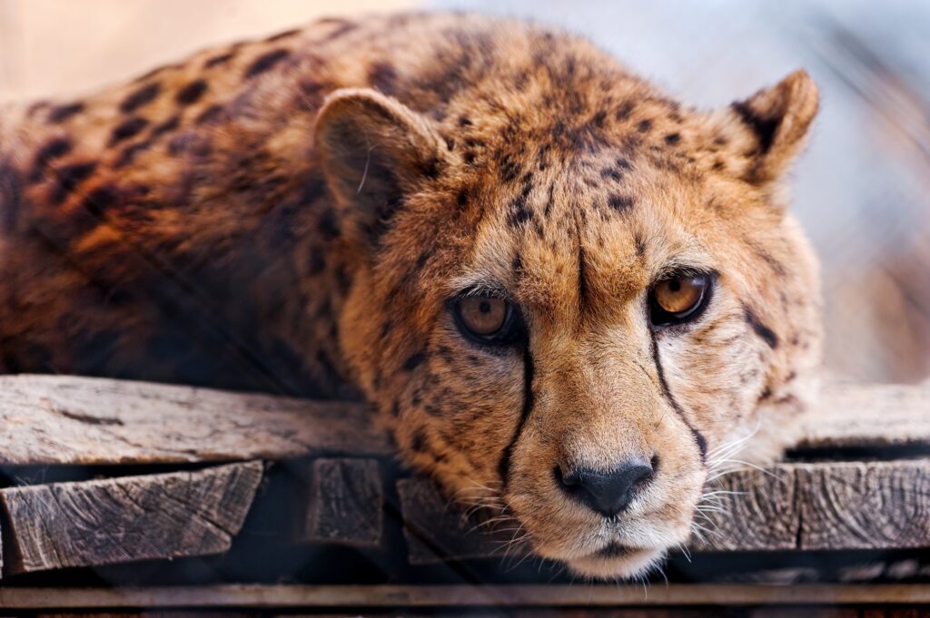 Intense Cheetah Close-Up: Stunning Features & Striking Gaze Wallpaper
