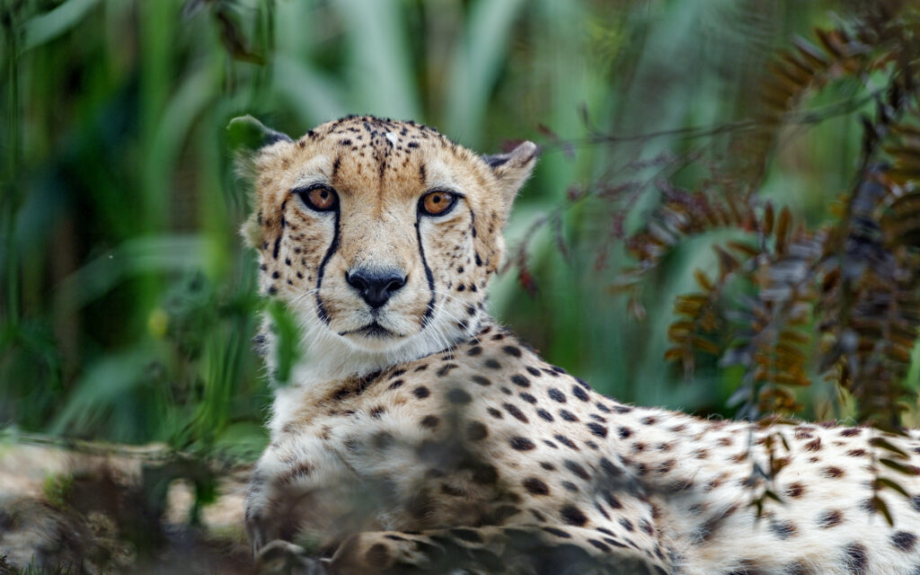 Intense Cheetah Gaze Wallpaper - Stunning 5119x3200 Nature Background