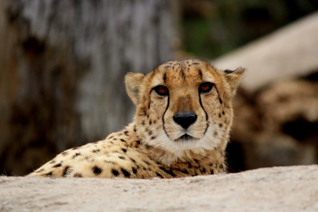 Majestic Cheetah Wallpaper: Close-Up in Natural Habitat