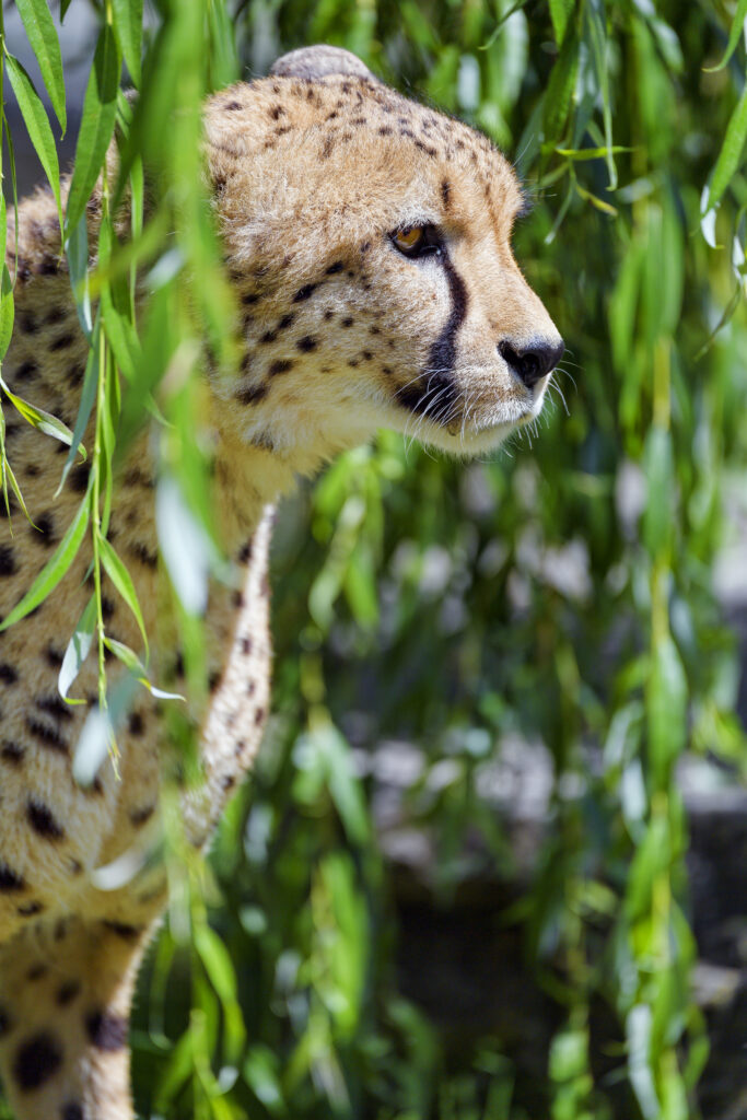 Stunning Cheetah Profile Wallpaper Amidst Lush Green Foliage