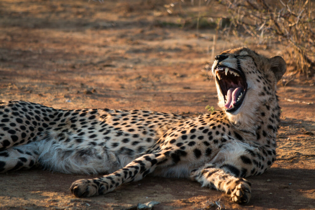 Relaxed Cheetah Wallpaper: High-Res Image of Stunning Predator