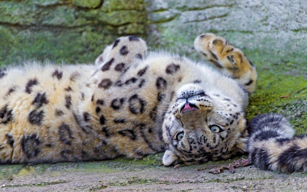 Cheetah Relaxing Wallpaper: Stunning Spotted Coat & Graceful Gaze