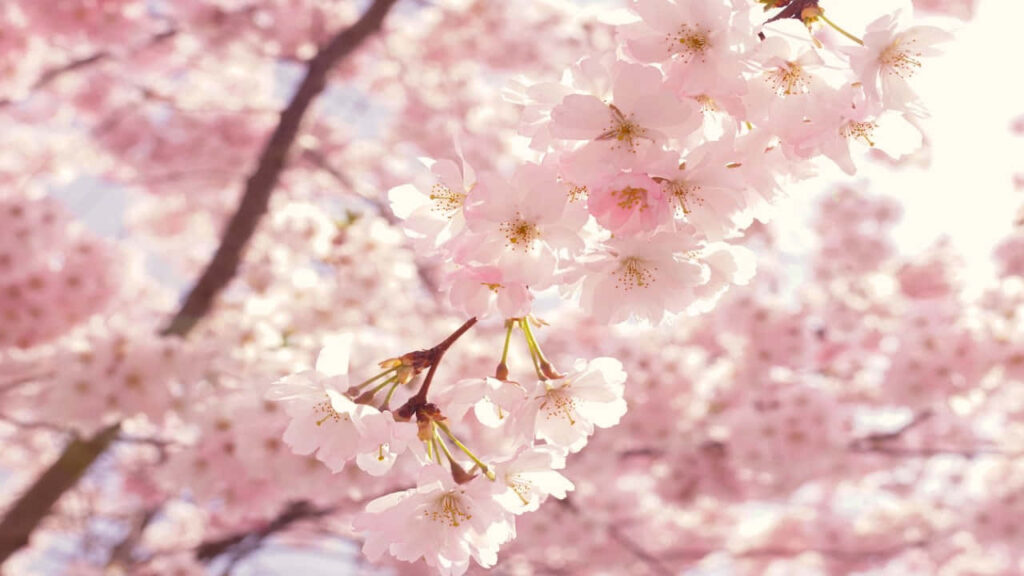 Serene Cherry Blossom Tree Wallpaper: Delicate Pink Petals in Bloom