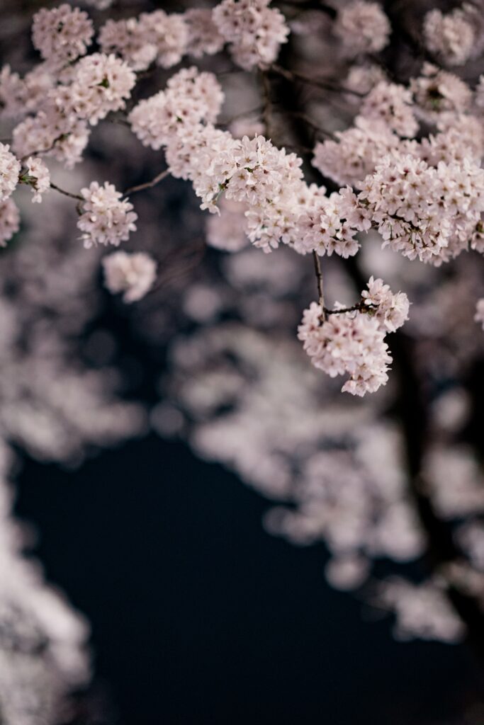 Stunning Macro Cherry Blossom Wallpaper - Serene Spring Beauty