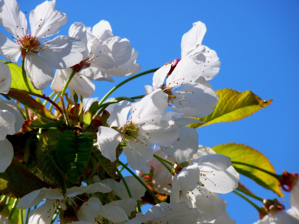 Stunning Cherry Blossom Wallpaper: Vibrant Spring Background