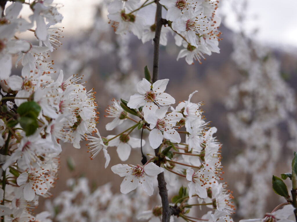 Spring Cherry Blossom Wallpaper: Delicate White Petals in Bloom