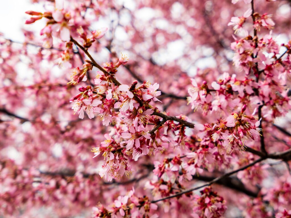 Springtime Beauty: Stunning Cherry Tree Wallpaper with Pink Blossoms