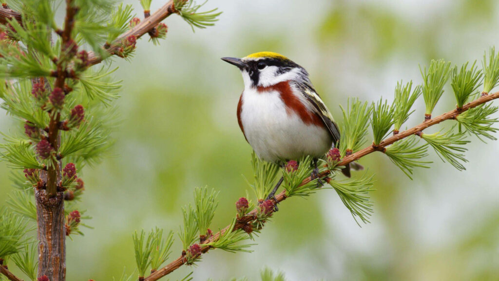 Stunning Chestnut-Sided Warbler in HD Nature Wallpaper 1920x1080