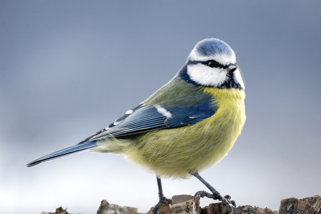 Stunning Chickadee Macro Wallpaper: Vibrant Colors & Soft Background