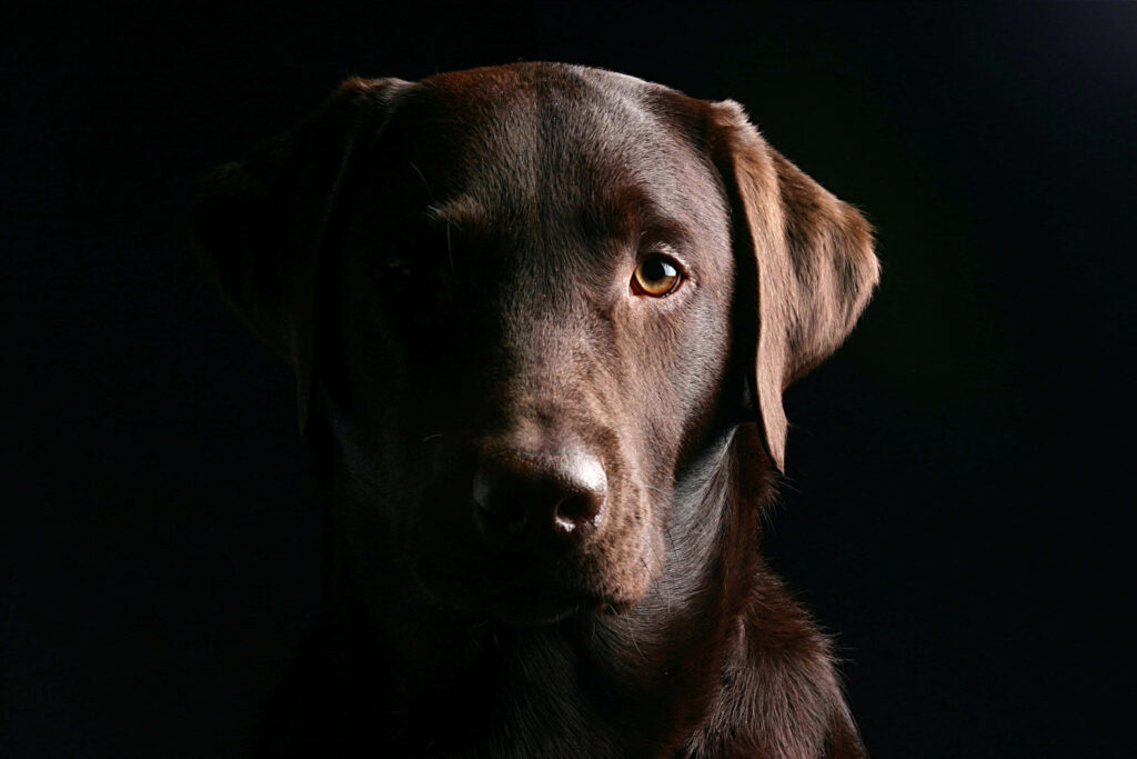 Charming Chocolate Labrador Portrait in Dramatic Lighting Wallpaper