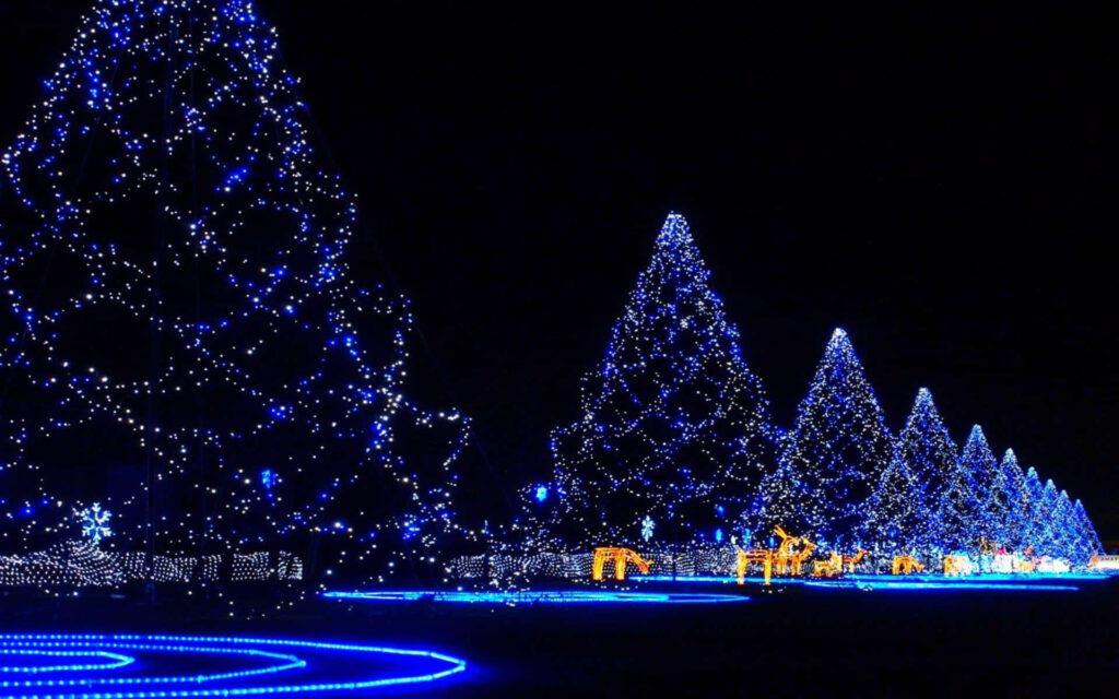 Magical Night View of Blue-Lit Christmas Trees in Festive Glow Wallpaper