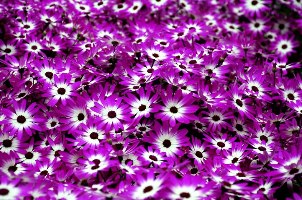 Vibrant Cineraria Floral Tapestry Wallpaper - Bright Two-Color Design