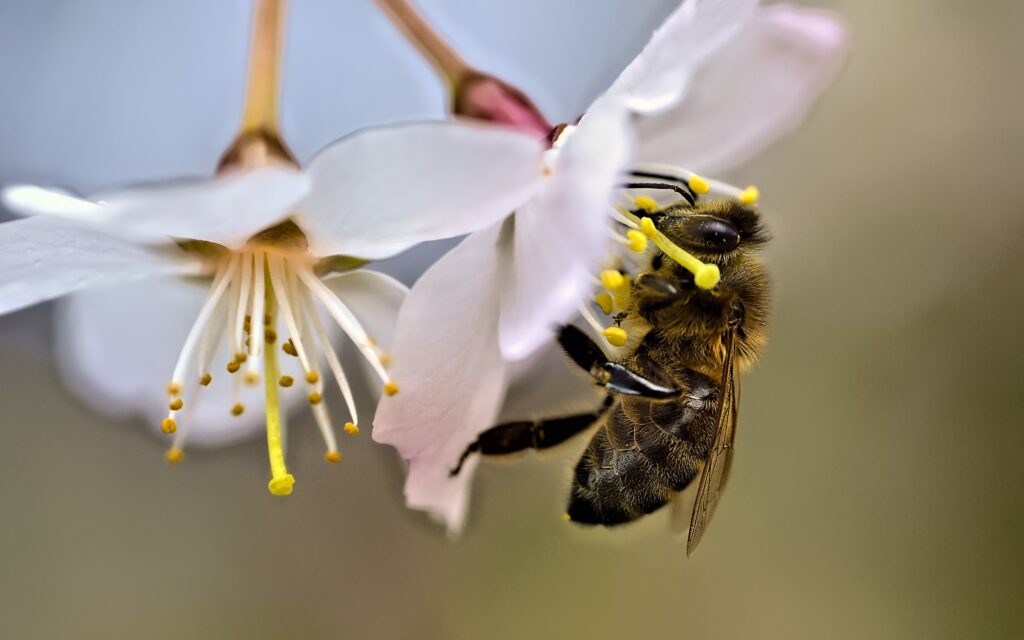 Close-Up Bee Pollinating Flower - Soft Blurred Wallpaper Background