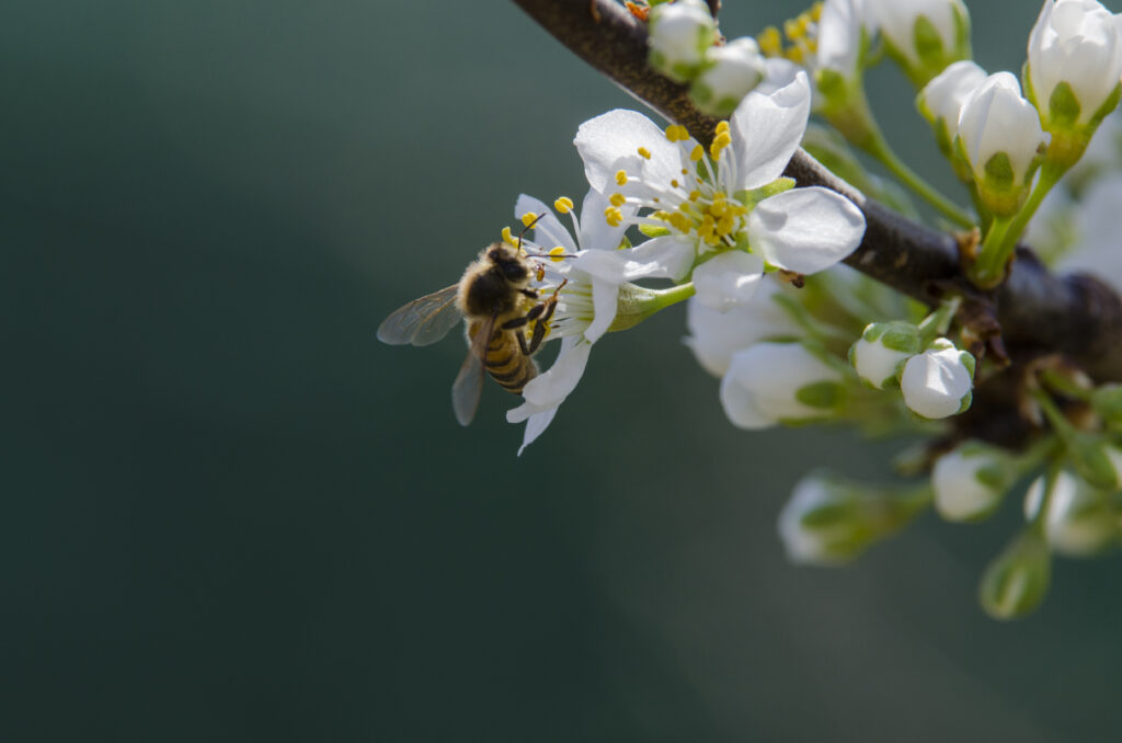Bee Pollinating White Flowers: Nature's Beauty - Macro Wallpaper