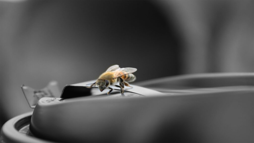 Close-Up Bee Wallpaper: Intricate Wings & Details in Sharp Focus