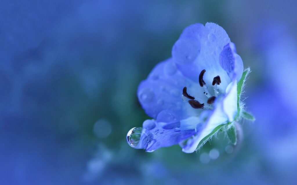 Serene Blue Flower with Dew Drops - Refreshing Wallpaper Background