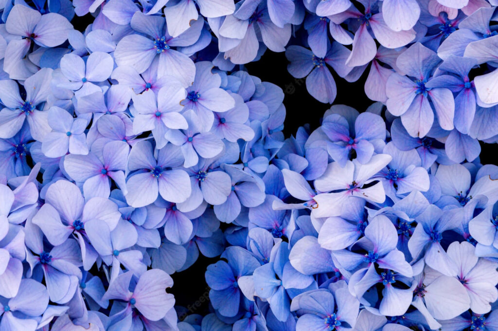 Vibrant Blue Hydrangea Close-Up Wallpaper: Floral Detail Background