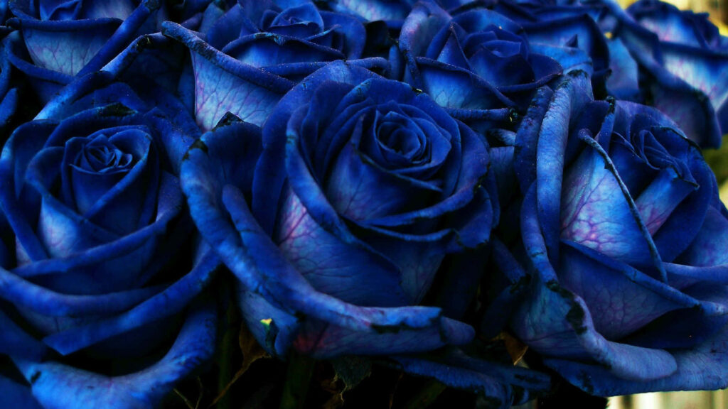 Elegant Deep Blue Rose Wallpaper: Close-Up Beauty & Sophistication