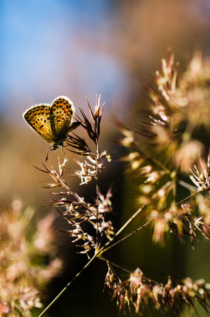 Macro Butterfly Close-Up: Intricate Wings on Soft Nature Wallpaper