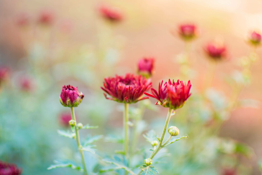 Stunning Chrysanthemum Close-Up Wallpaper with Warm Lighting
