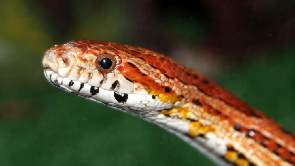 Stunning Close-Up of a Corn Snake's Vibrant Scales Wallpaper