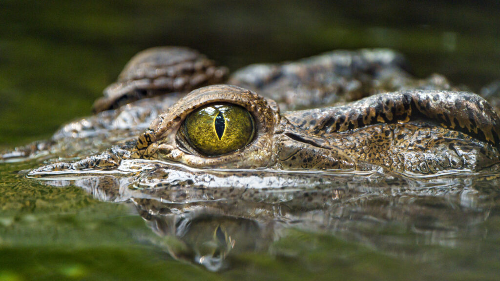 Close-Up of a Captivating Crocodile Eye – Nature's Predatory Marvel Wallpaper