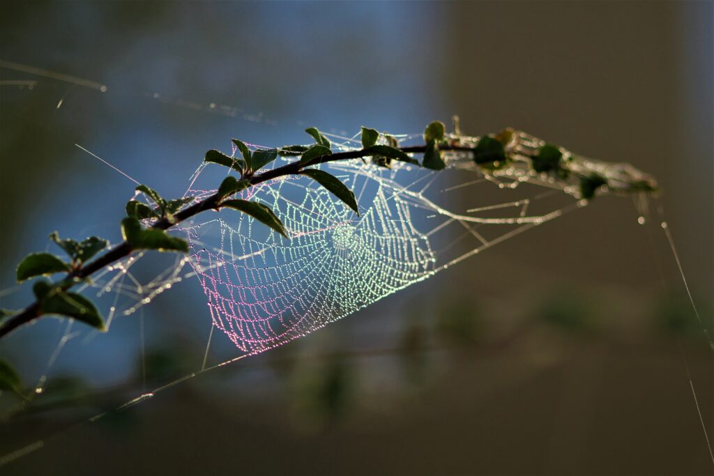 Delicate Cobweb Macro Shot with Blurred Foliage | Stunning Wallpaper
