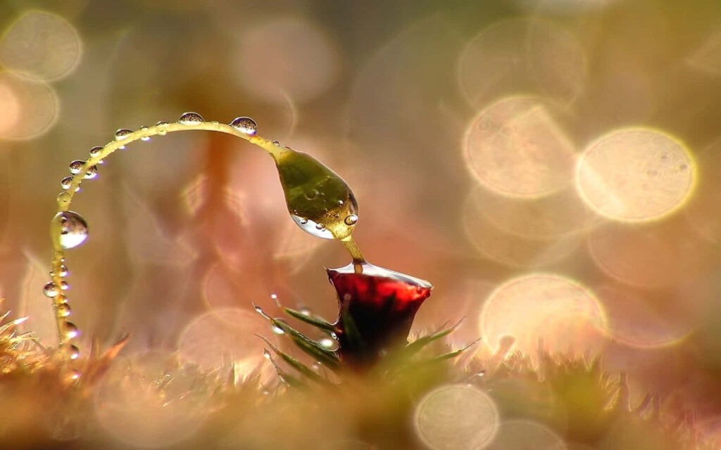 Enchanting Nature Wallpaper: Flower with Dewdrops & Bokeh Magic