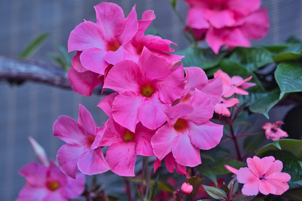 Vibrant Pink Flower Close-Up Wallpaper for Natural Beauty Background