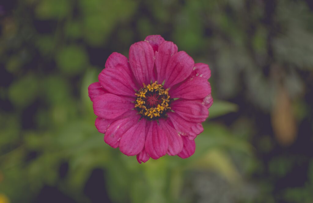 Close-Up of Vivid Pink Flower: Intricate Petals on Soft Green Background Wallpaper