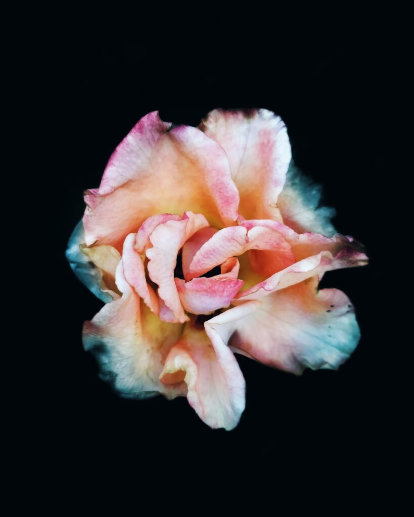 Stunning Pink Rose Close-Up Wallpaper: Elegant Detail on Dark Background