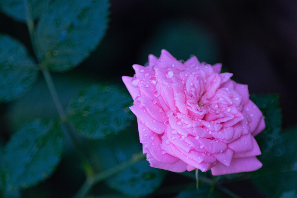 Close-Up Pink Rose with Water Droplets - Beautiful Wallpaper Background