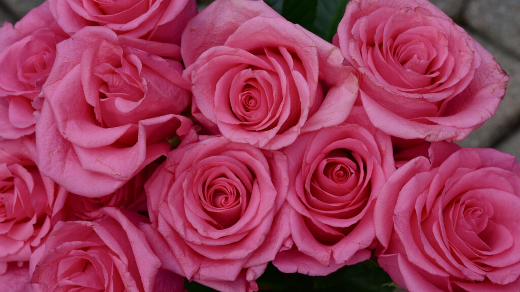 Stunning Pink Roses Wallpaper: Delicate Petals & Vibrant Blossoms