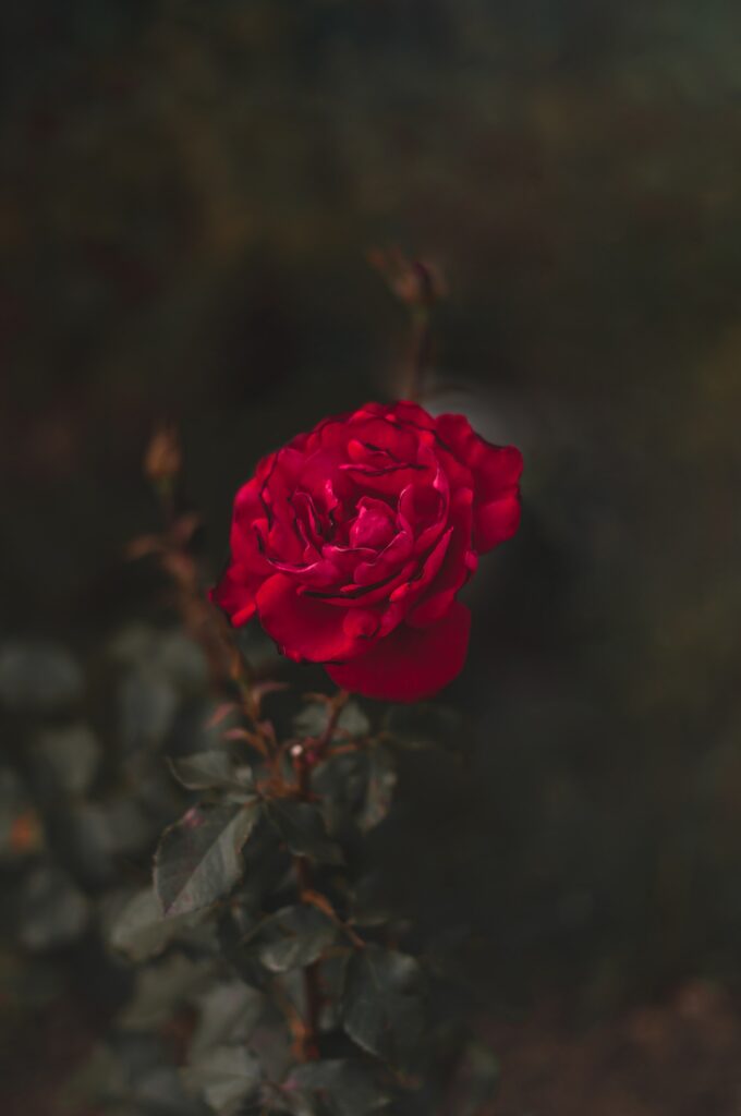Vibrant Red Rose Closeup Wallpaper: Delicate Petals on Dark Background