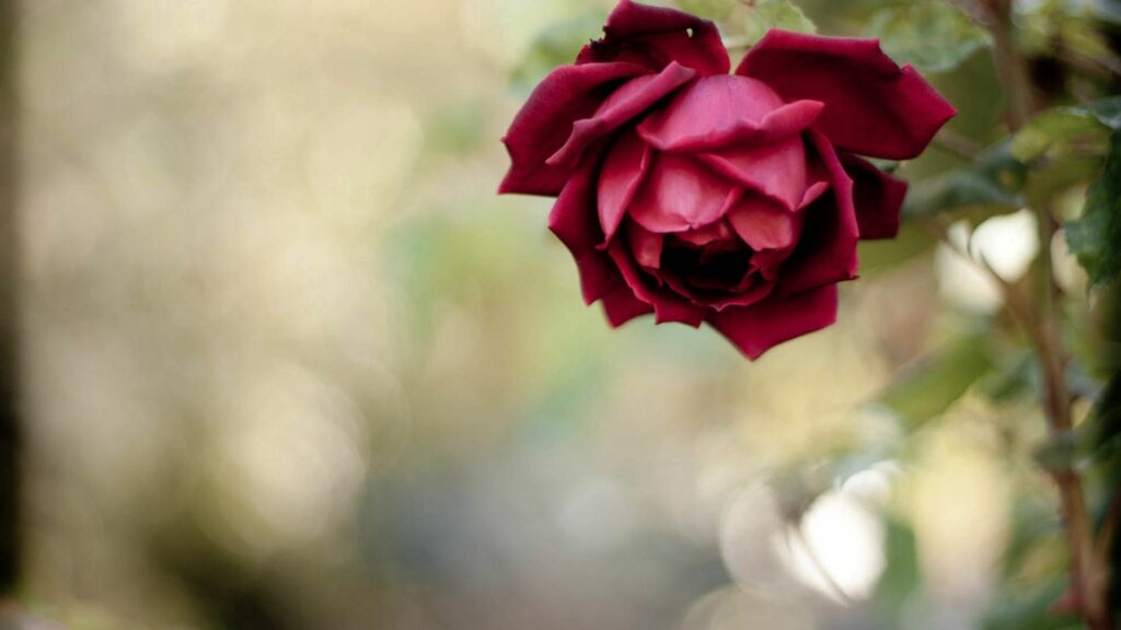 Stunning Red Rose Close-Up: Vibrant Flower Wallpaper Background