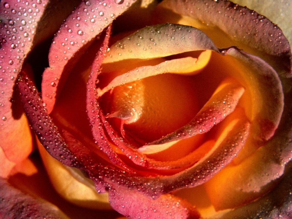 Close-Up Rose Wallpaper: Delicate Petals with Shimmering Water Droplets
