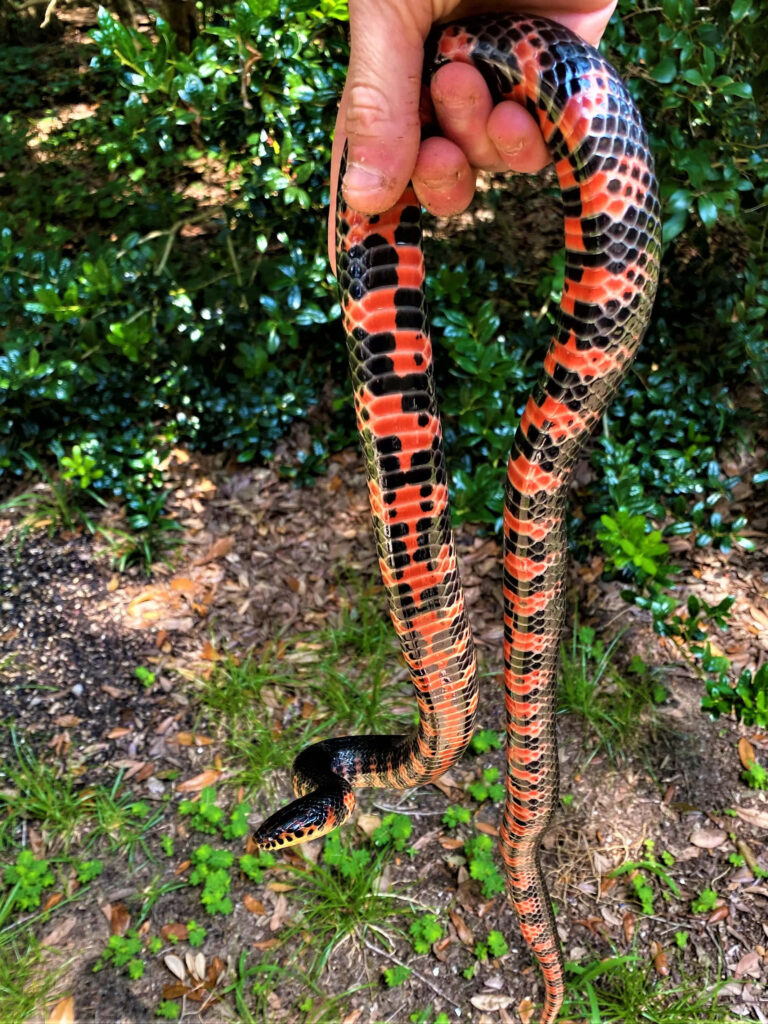 Vibrant Snake Wallpaper: Close-Up of Michigan's Diverse Nature