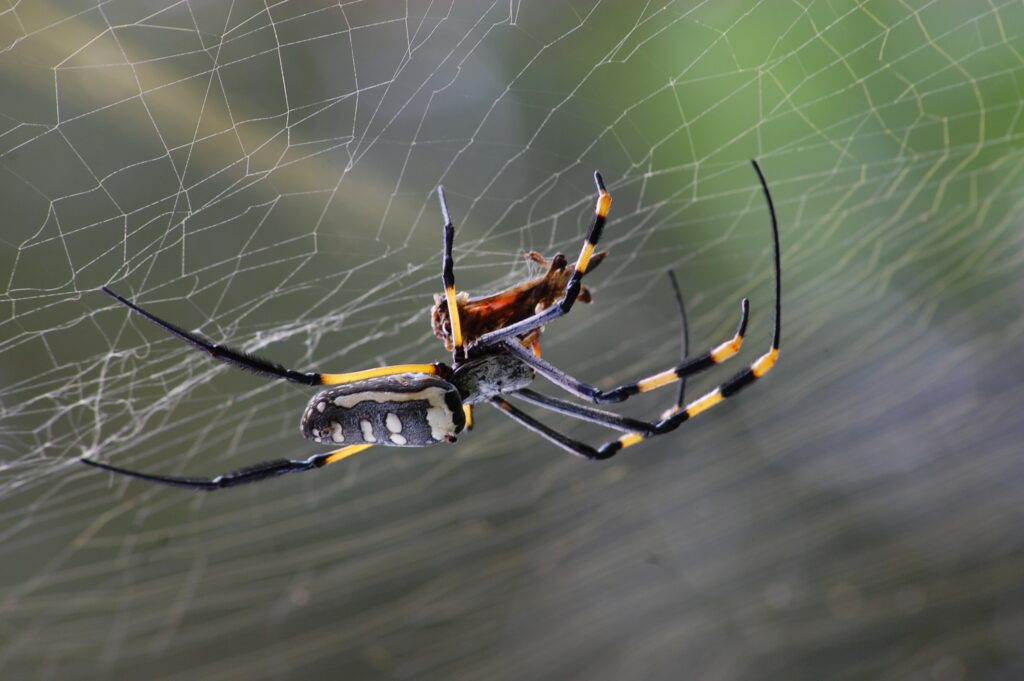 Stunning Spider Close-Up Wallpaper: Vibrant Web Patterns & Colors
