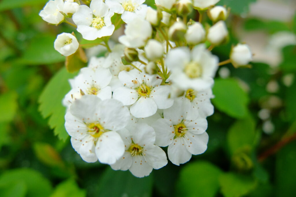 Close-Up of Delicate White Spirea Flowers on Lush Green Background Wallpaper