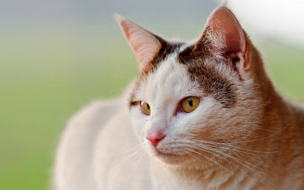 Close-Up Spotted Cat Wallpaper: Striking Eyes & Soft Background