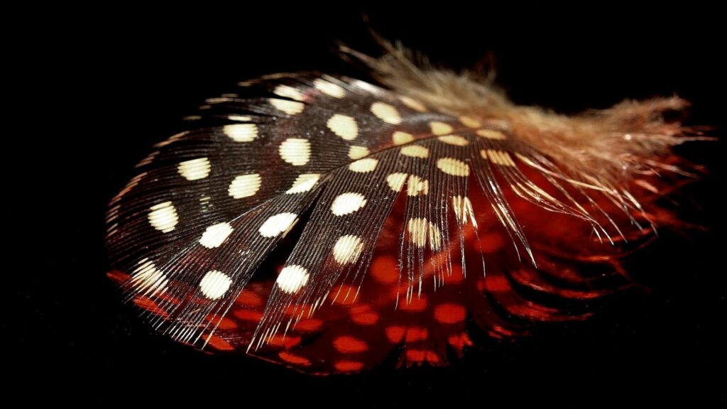 Intricate Spotted Feather Close-Up Wallpaper on Dark Background