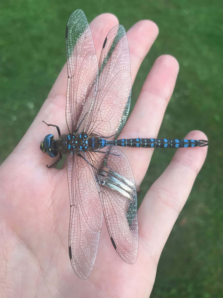 Beautiful Close-Up Blue Dragonfly Wallpaper on Hand with Green Blur
