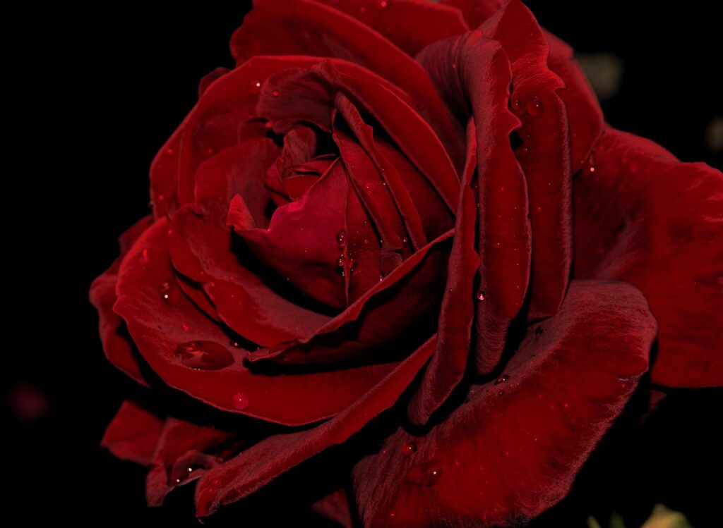 Elegant Deep Red Rose Wallpaper with Velvety Petals and Water Droplets