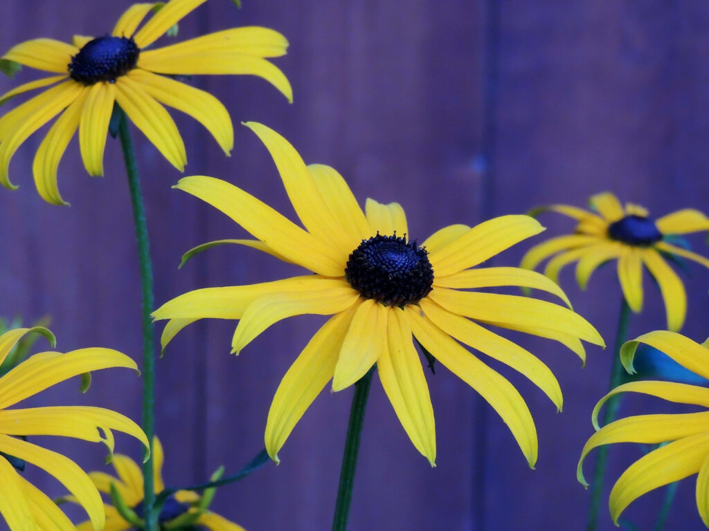 Stunning Yellow Coneflower Wallpaper: Vibrant Blooms on Blurred Background