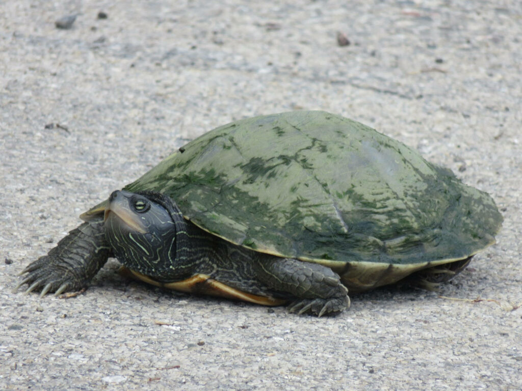 Close-Up of Adult Female Common Map Turtle with Intricate Shell Patterns Wallpaper