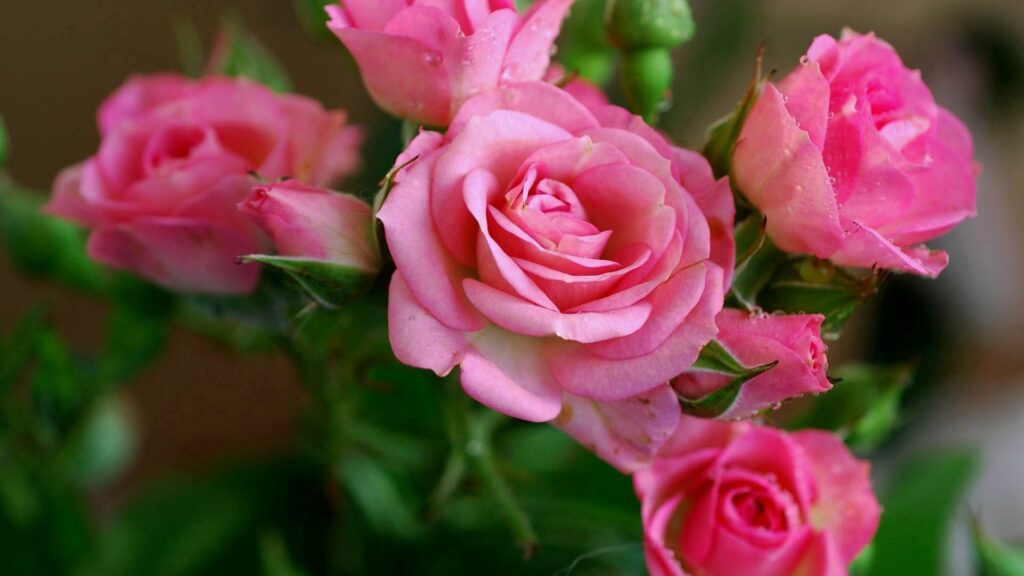 Stunning Close-Up of Pink Roses with Soft Focus Background Wallpaper