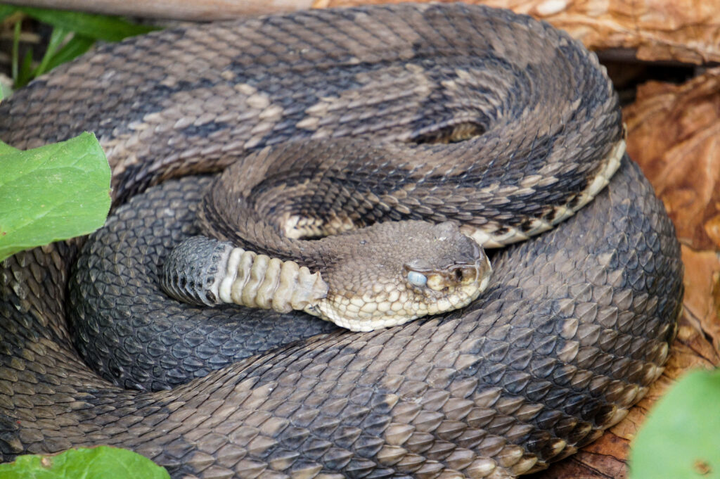 Stunning Black & Brown Timber Rattler Snake Wallpaper Background